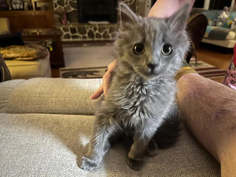 A baby medium-sized male Domestic Long Hair cat named Oscar for adoption in Cumming, GA