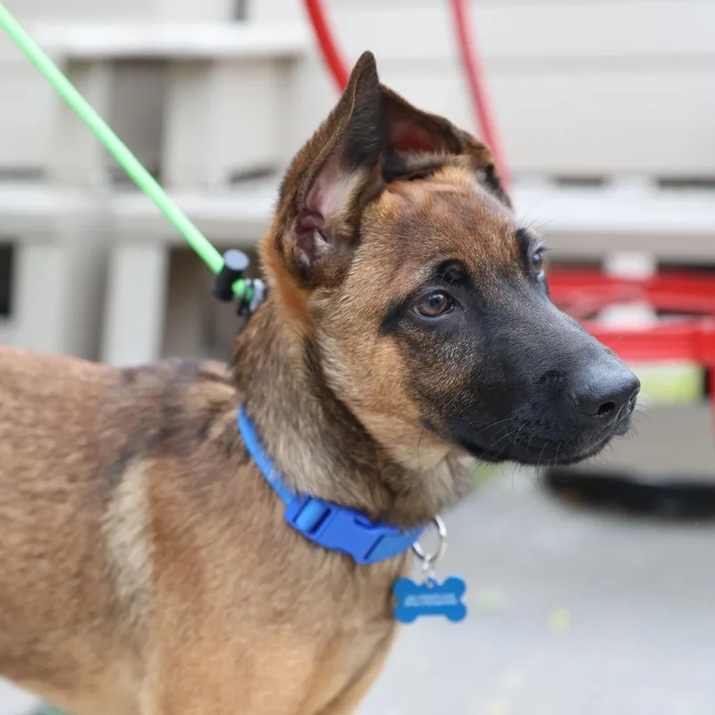 A baby small-sized male Brown / Chocolate German Shepherd Dog named Saint for adoption in Castle Pines, CO