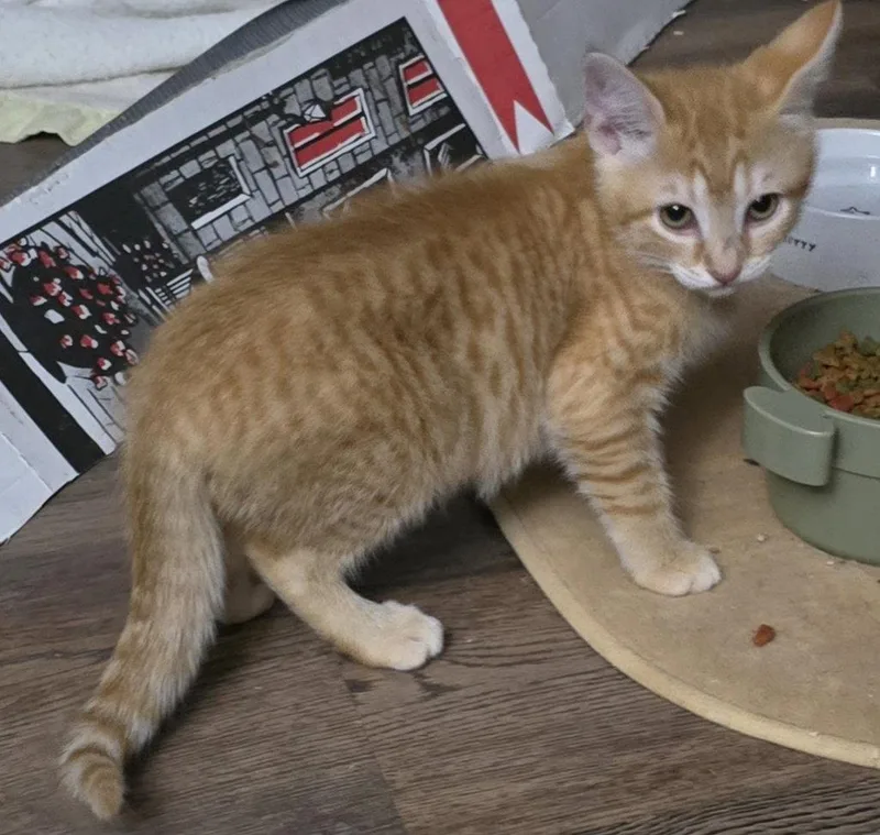 A baby medium-sized female Orange / Red Domestic Short Hair cat named Layana for adoption in Trenton, NJ