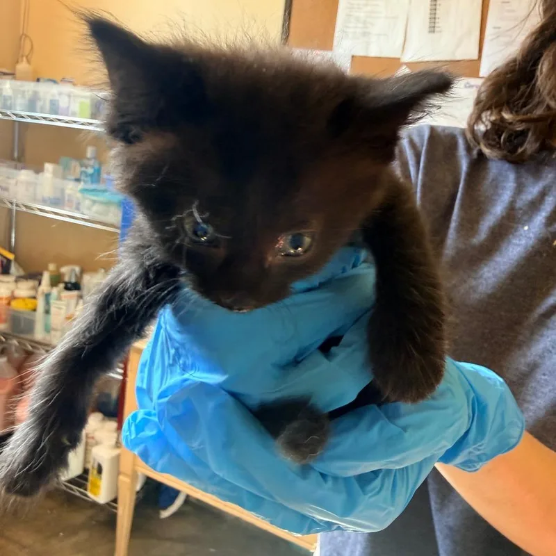 A baby small-sized male Black Domestic Short Hair cat named Arlo for adoption in Corinth, MS
