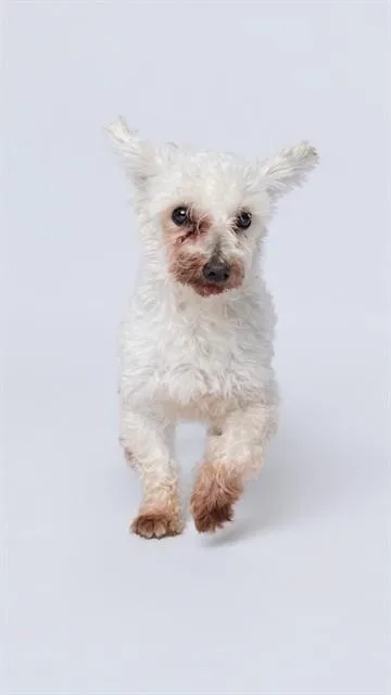 A senior small-sized male Poodle dog named Edmund for adoption in Upper Marlboro, MD