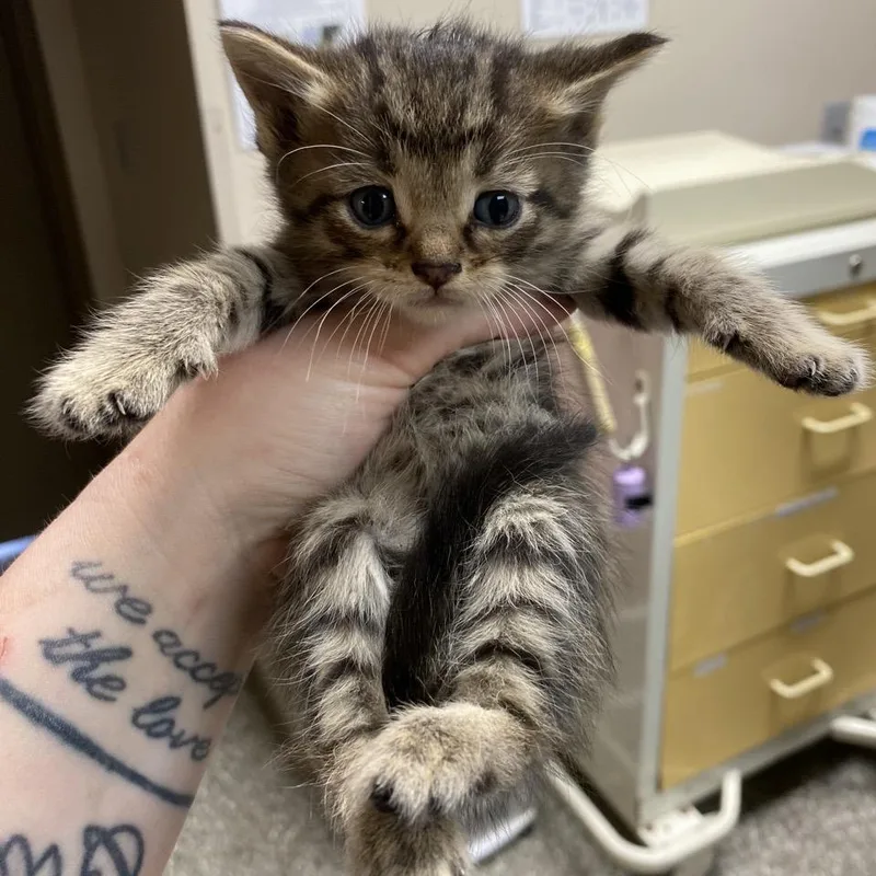A baby small-sized female Brown / Chocolate Domestic Long Hair cat named Sutton for adoption in Norfolk, NE