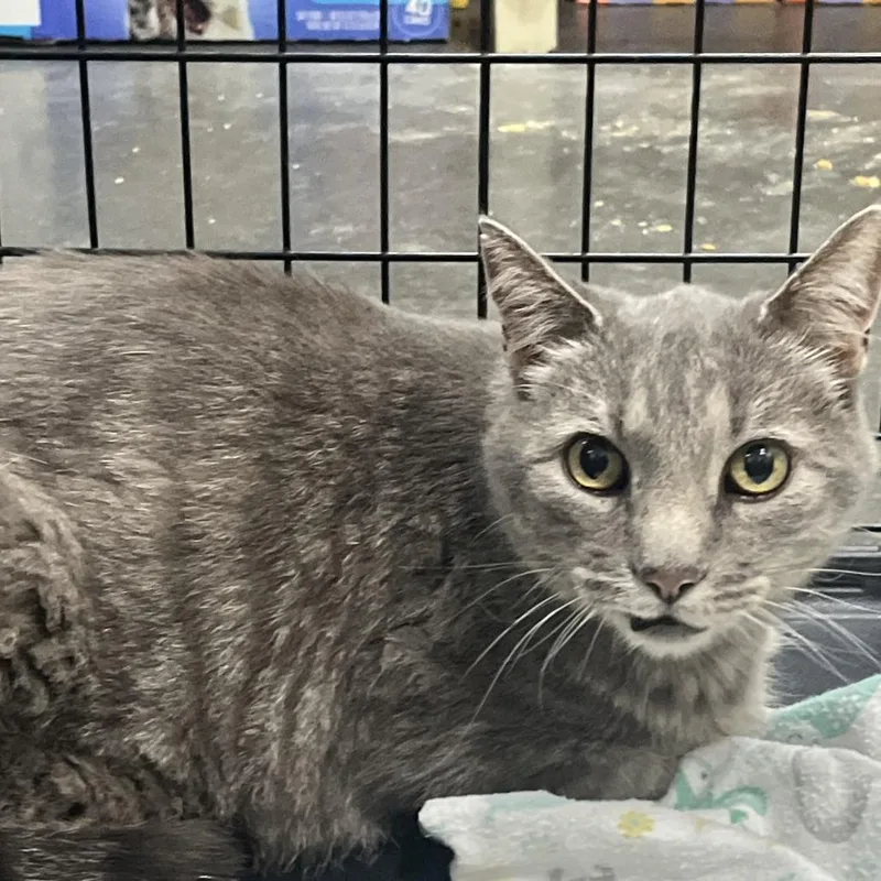 An adult medium-sized male Gray / Blue / Silver Domestic Short Hair cat named GraysonAmmon Stray for adoption in Idaho Falls, ID