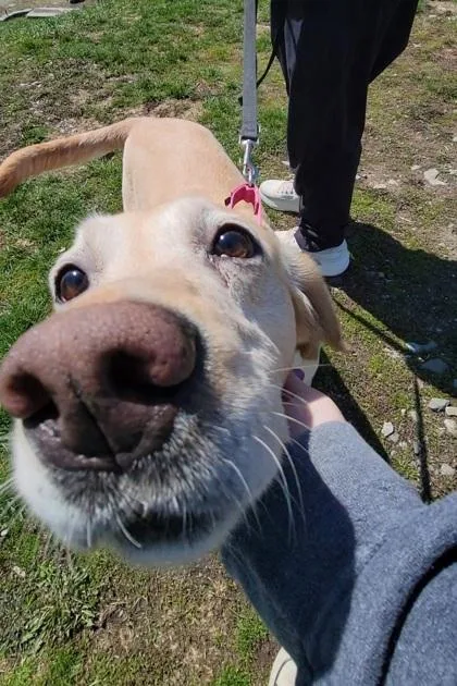 An adult large-sized female Labrador Retriever dog named Mya for adoption in Elmira, NY