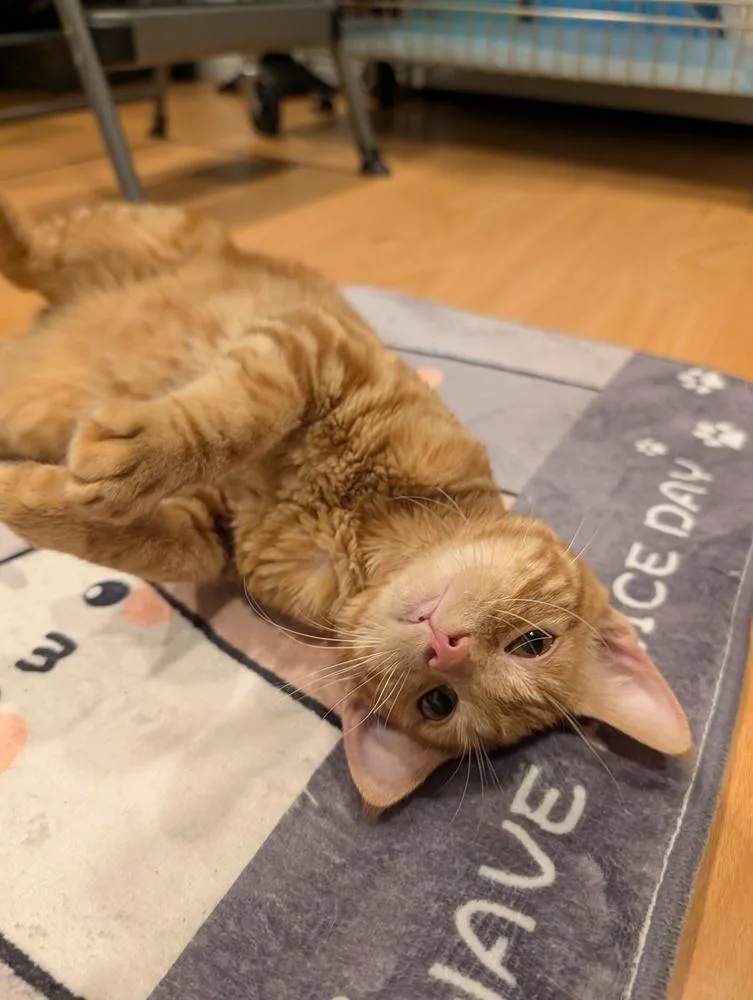 A young medium-sized male Tabby (Orange / Red) Tabby cat named Egg Roll for adoption in Fremont, CA