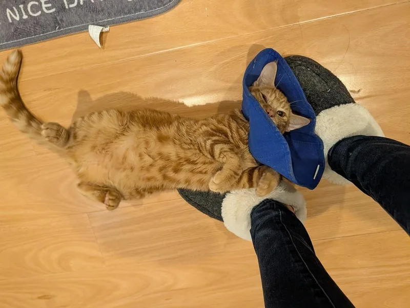 Egg Roll thumbnail 2