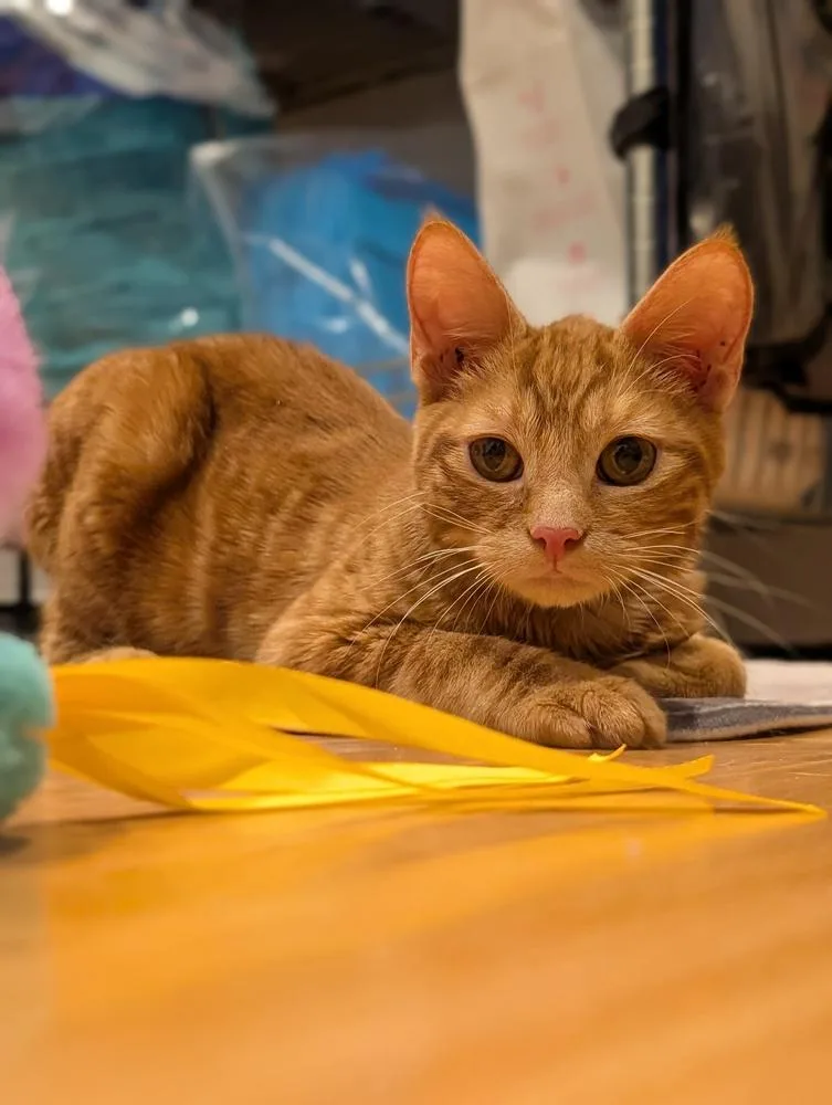 Egg Roll thumbnail 3