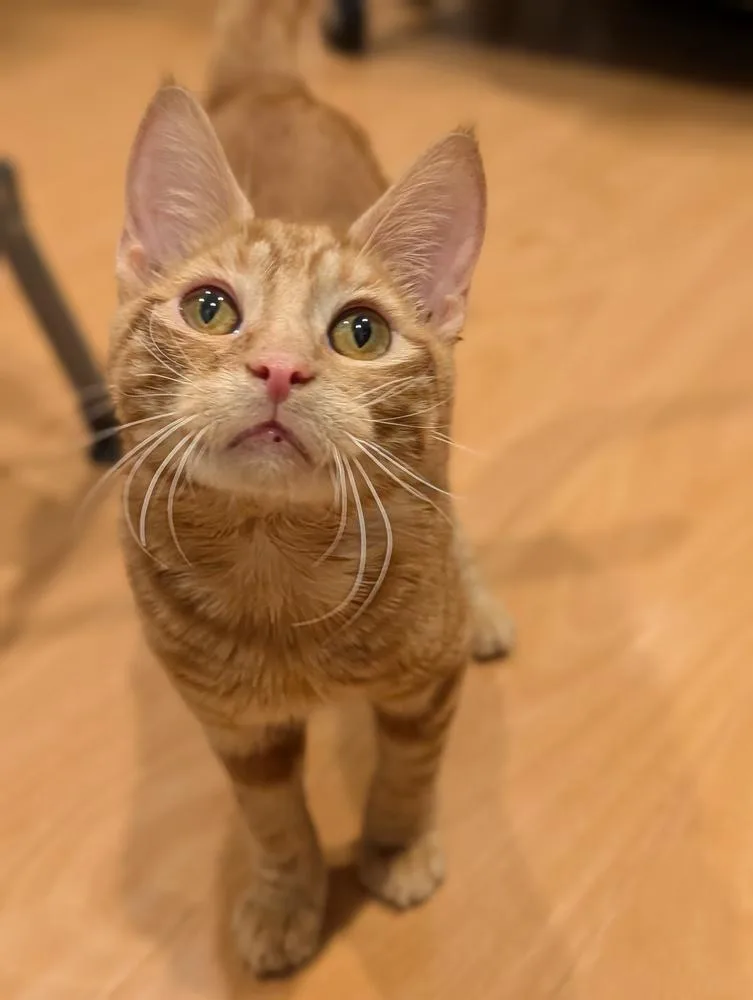 Egg Roll thumbnail 4