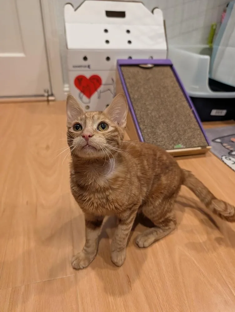 Egg Roll thumbnail 5