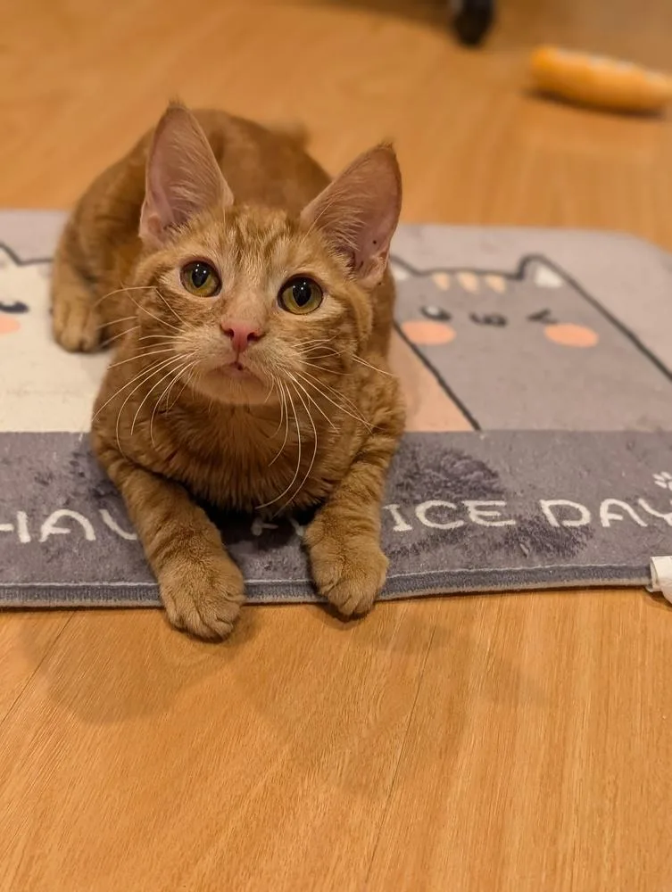 Egg Roll thumbnail 6