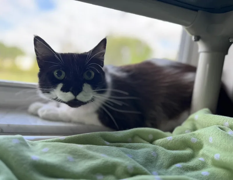 An adult medium-sized female Black & White / Tuxedo Domestic Medium Hair cat named Precious for adoption in Myakka City, FL