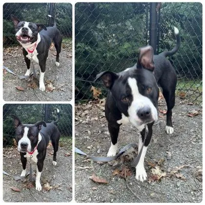 An adult large-sized male Mixed Breed dog named Rigo for adoption in Fairfax, VA