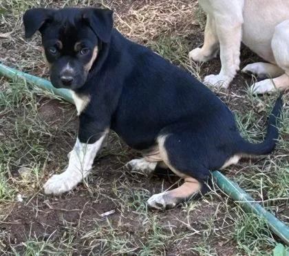 A baby large-sized male Mixed Breed dog named Michael for adoption in Cumming, GA