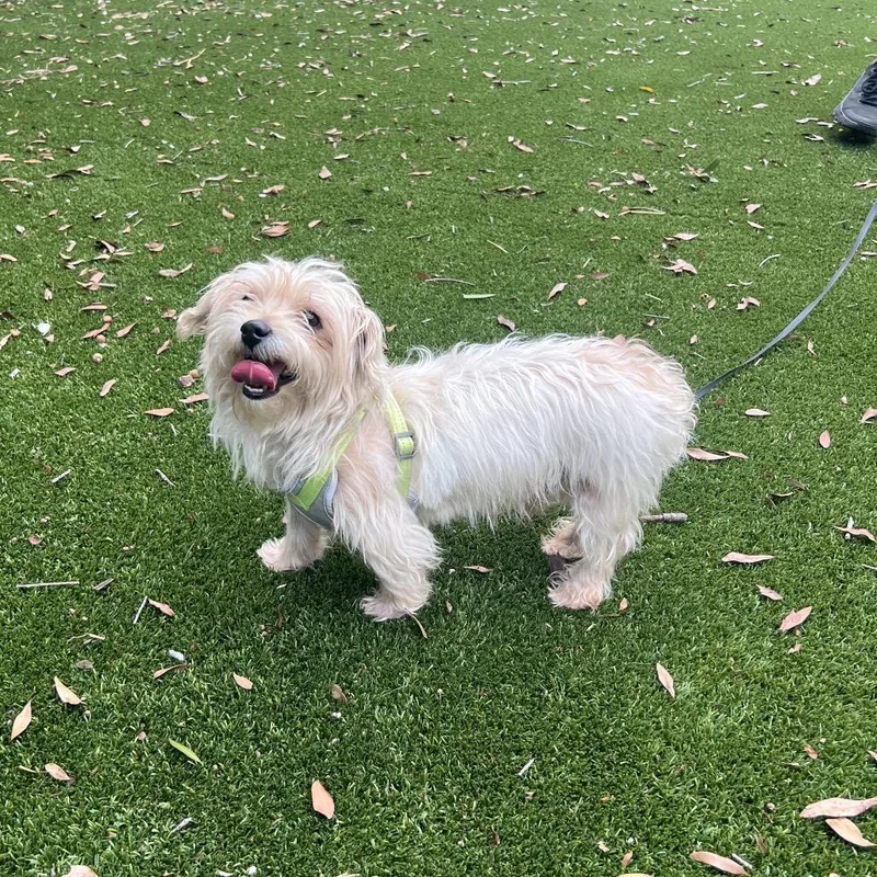A senior small-sized male White / Cream Mixed Breed dog named Peanut for adoption in LOXAHATCHEE, FL