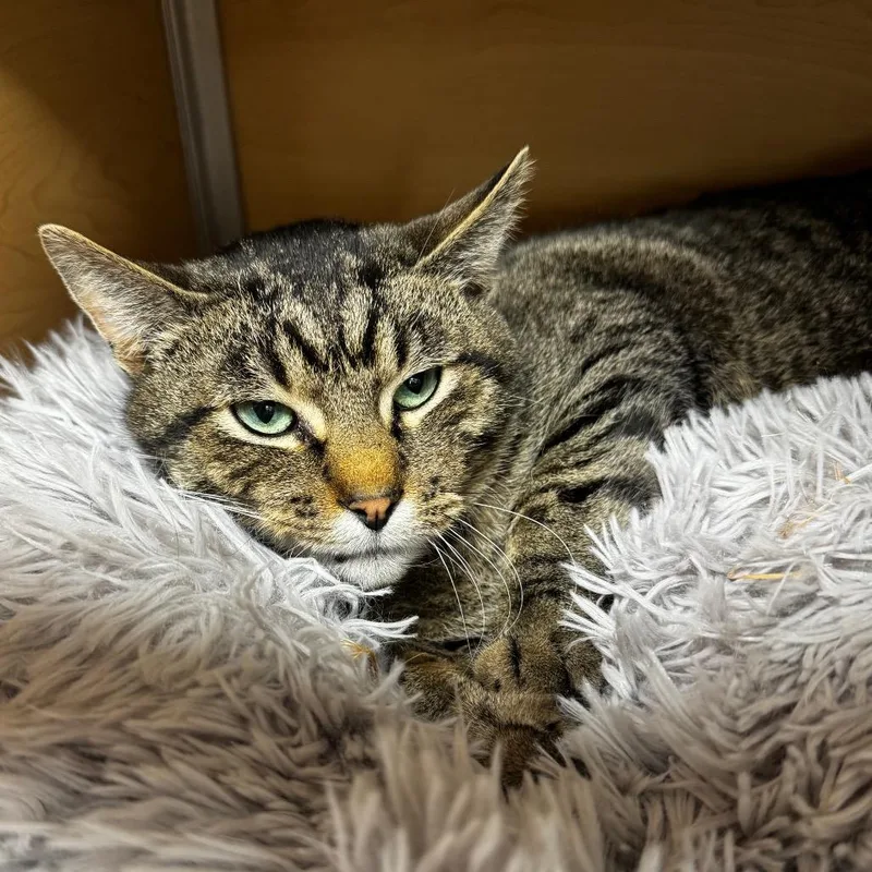 An adult large-sized male Brown / Chocolate Domestic Short Hair cat named Cowboy for adoption in Brookfield, WI
