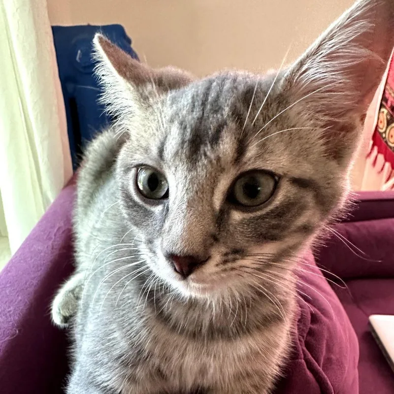 Samantha