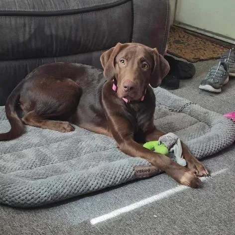 A young large-sized female Chocolate Labrador Retriever dog named Osa for adoption in Rexburg, ID
