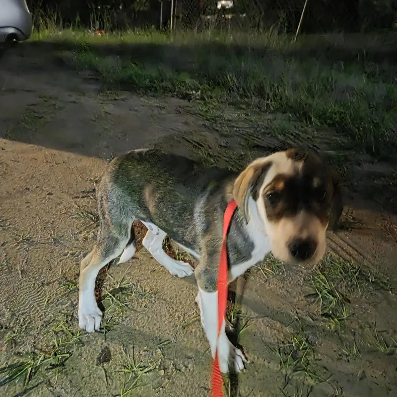 A baby medium-sized male Brown / Chocolate Mixed Breed dog named StrayShelbyStreet for adoption in Columbus, GA