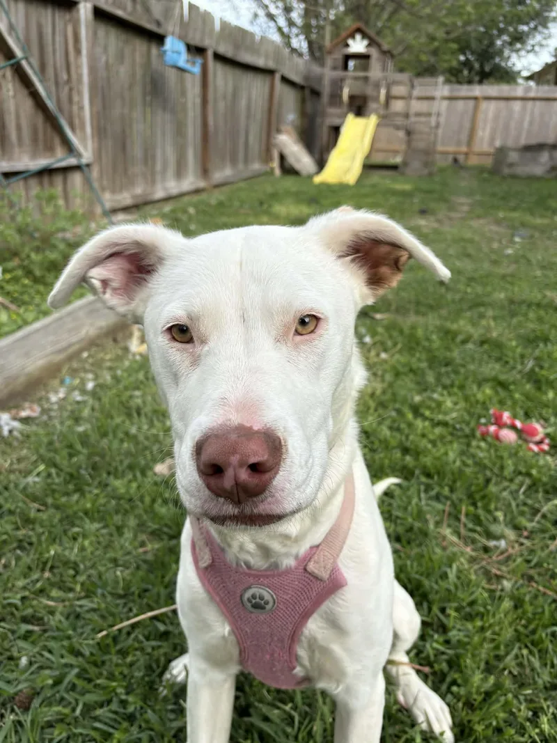 An adult medium-sized female White / Cream Mixed Breed dog named Snowflake for adoption in Houston, TX