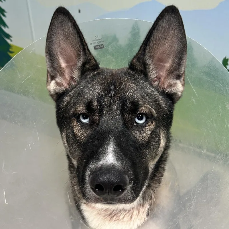 A young large-sized male Brown / Chocolate Siberian Husky dog named Malibu for adoption in Las Vegas, NV