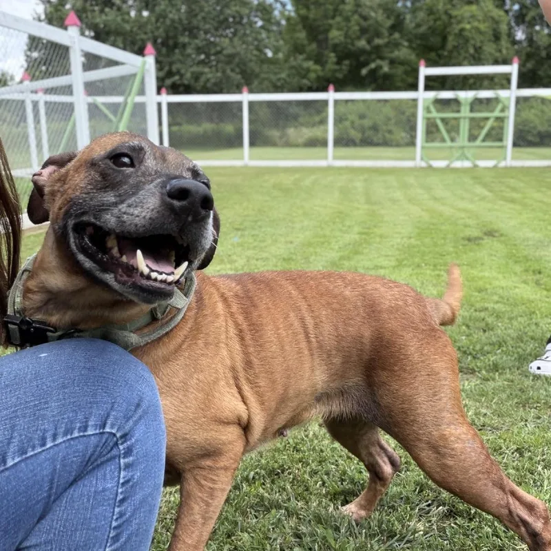 A senior medium-sized female Brown / Chocolate Mixed Breed dog named Harley for adoption in Ashtabula, OH
