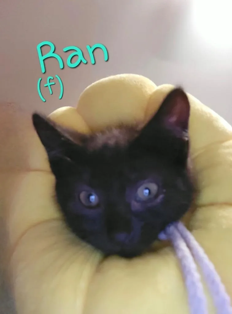 Rán thumbnail 2