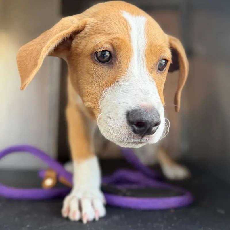 A baby small-sized female Pit Bull Terrier dog named Zixal for adoption in Birmingham, AL