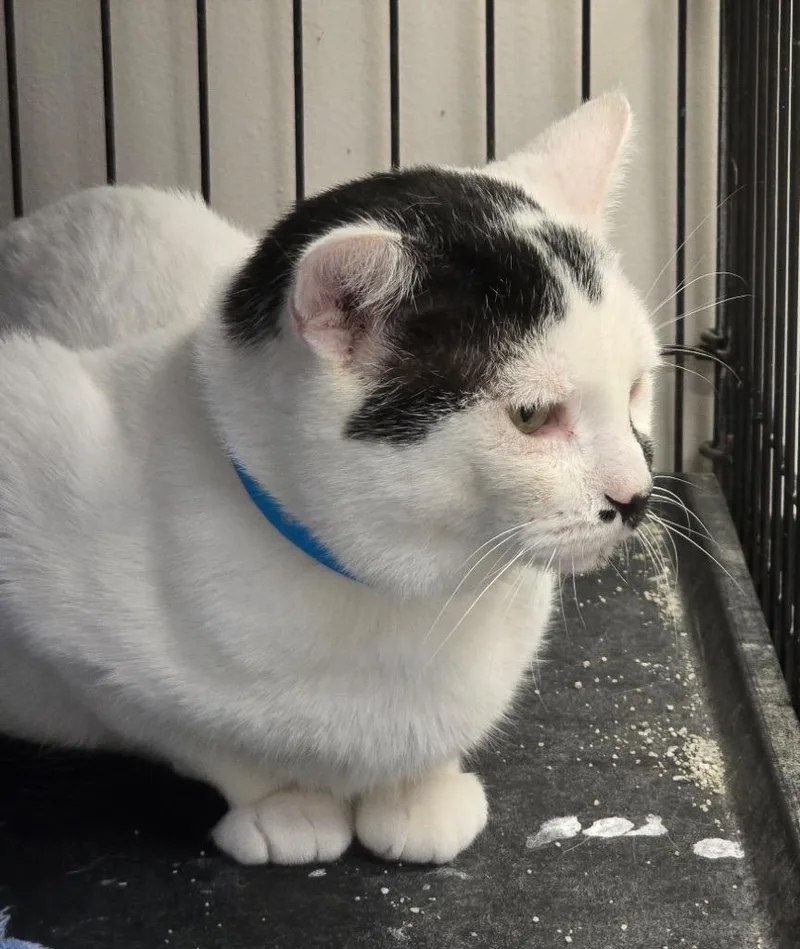 An adult medium-sized male Domestic Short Hair cat named Stone for adoption in Muskegon, MI