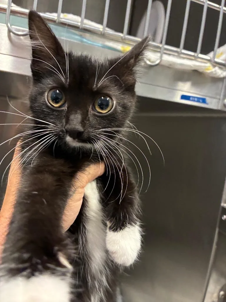 A baby medium-sized female Domestic Short Hair cat named Kayak for adoption in Bloomington, IN