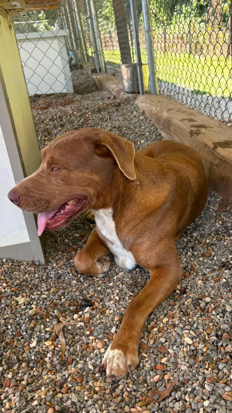 An adult large-sized female Brown / Chocolate Pit Bull Terrier dog named Anne for adoption in Redfield, AR