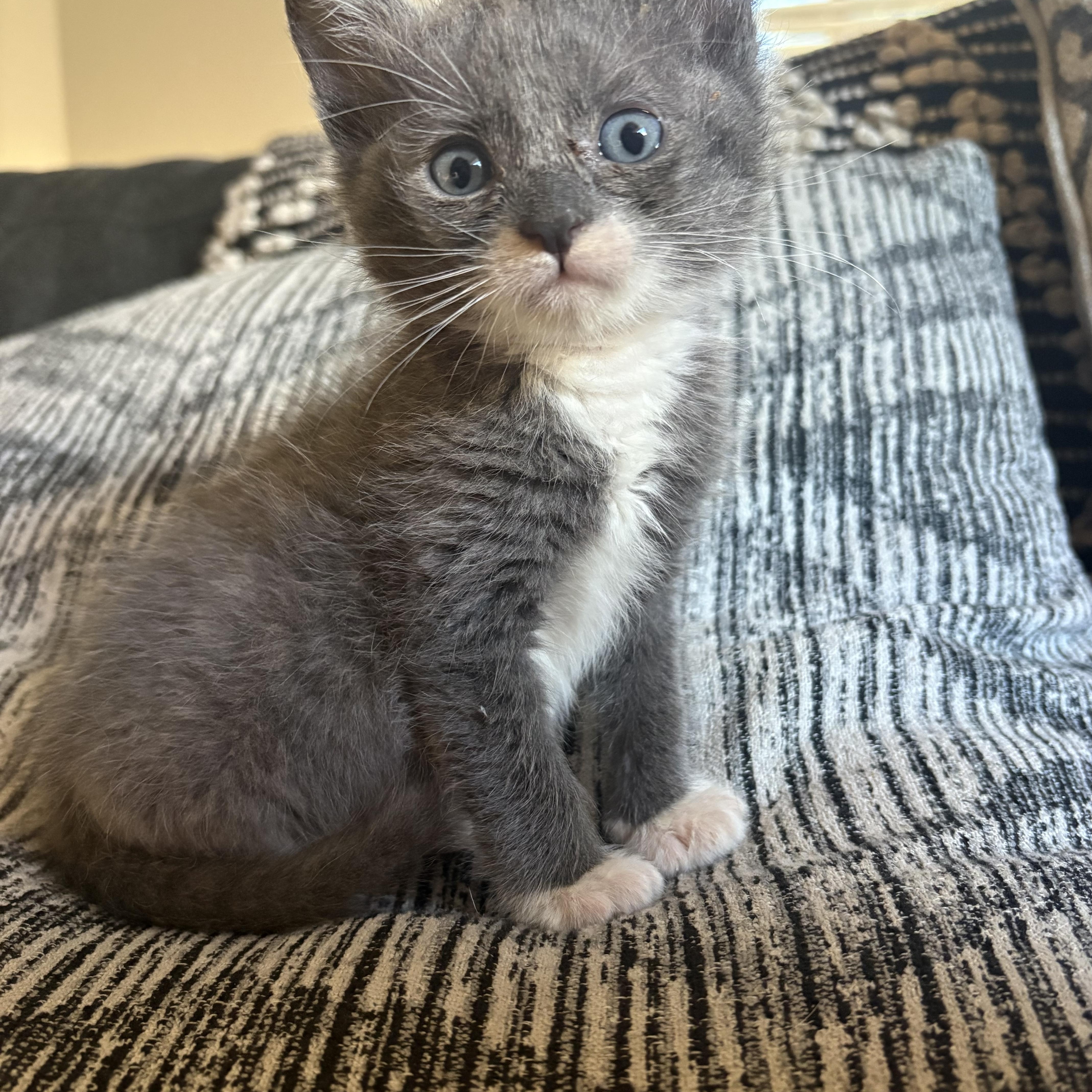 A baby medium-sized male Domestic Short Hair cat named Rigatoni for adoption in Penryn, CA