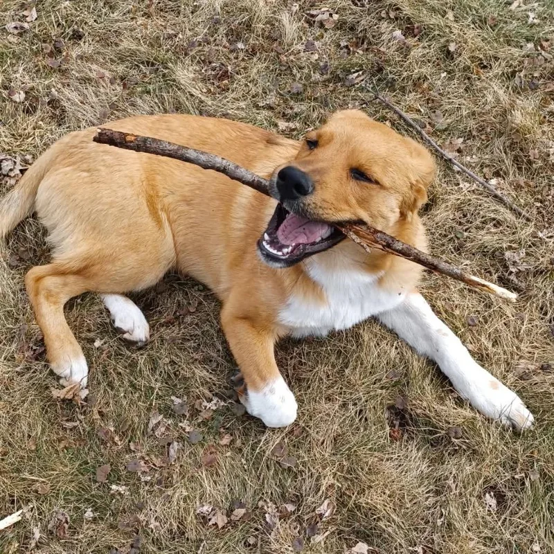 Pixel