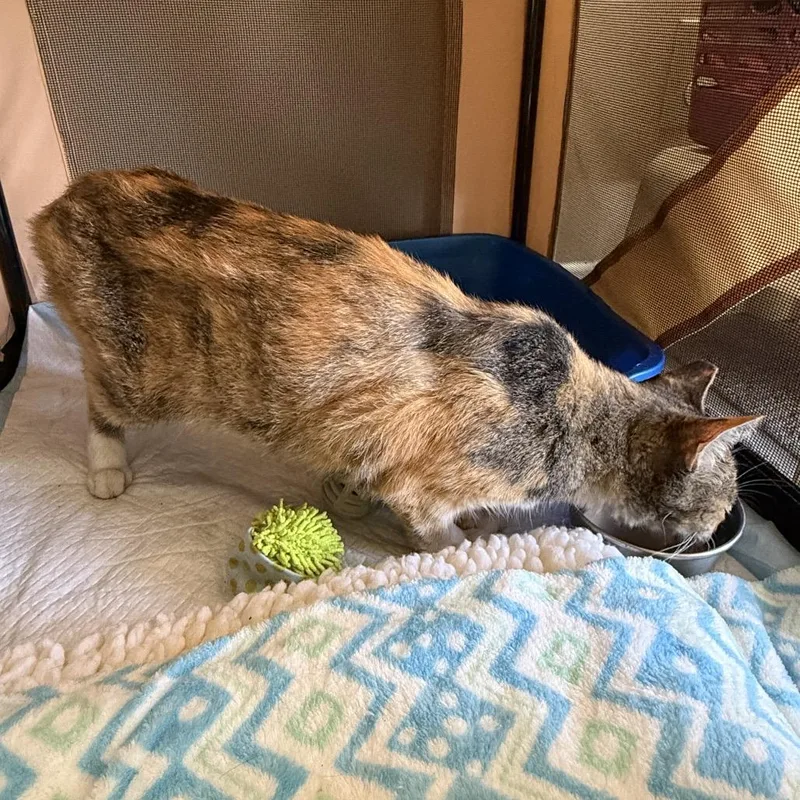 An adult medium-sized female Calico Domestic Short Hair cat named Storm for adoption in Long Beach, CA