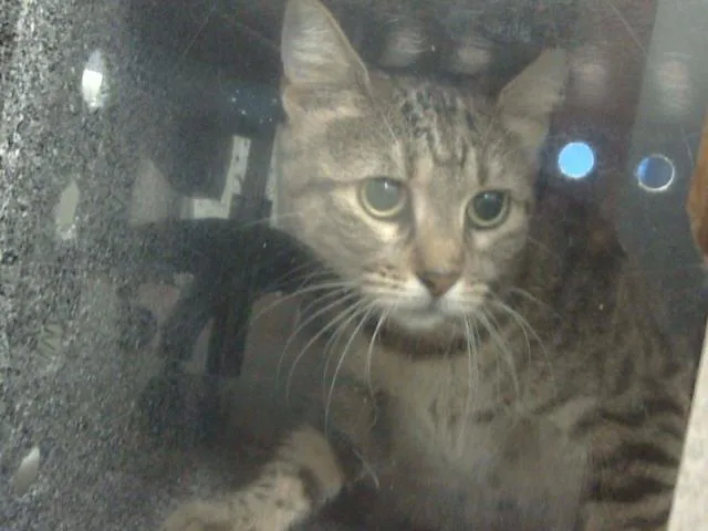 A young medium-sized female Domestic Medium Hair cat named Carla for adoption in Dallas, TX