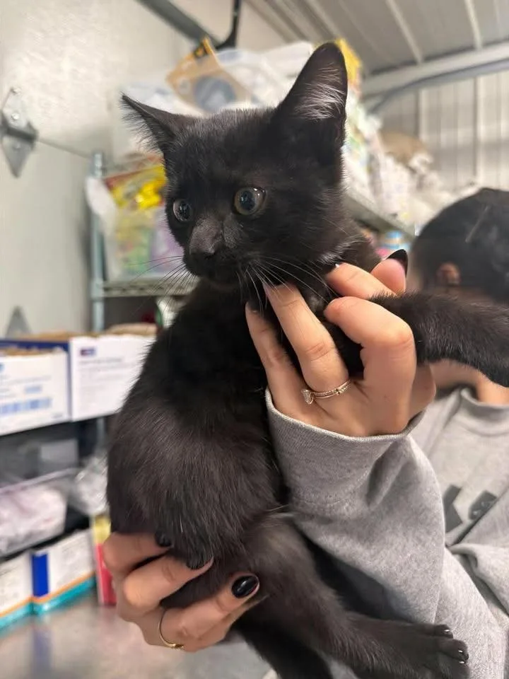 A baby medium-sized male Domestic Short Hair cat named Mayhem for adoption in Greensburg, IN