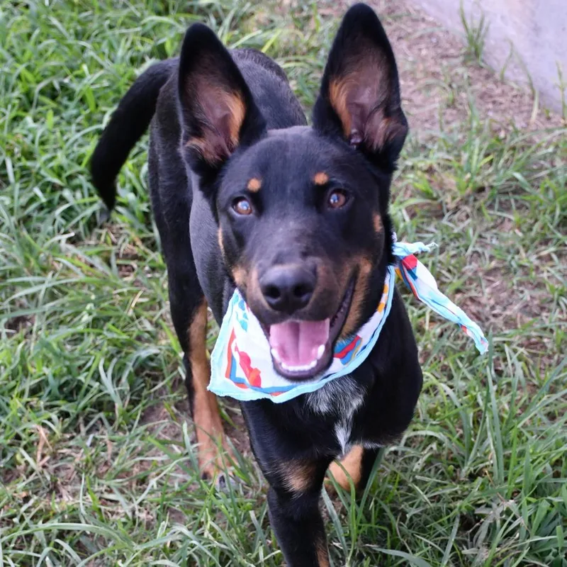 A young medium-sized male Black Shepherd dog named Knox for adoption in Beaumont, TX