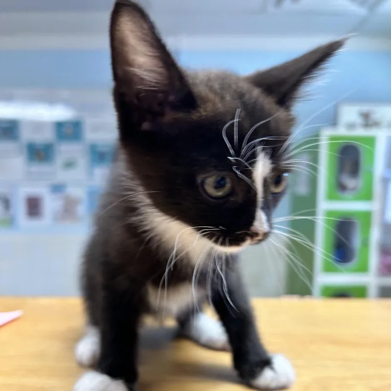A baby small-sized male Black Domestic Short Hair cat named Scat Cat for adoption in Newport, NC