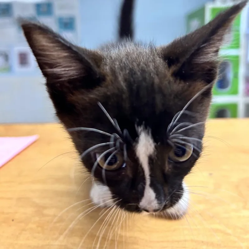 Scat Cat thumbnail 2