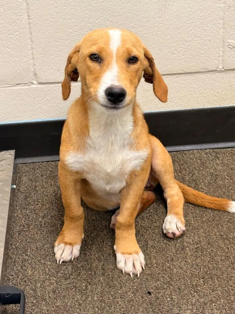 A baby medium-sized female Mixed Breed dog named Runway for adoption in Effingham, SC
