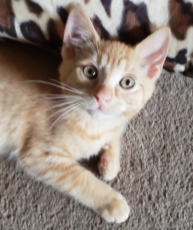 A baby small-sized male Tabby (Orange / Red) Domestic Short Hair cat named David Bowie with Ziggy for adoption in Silverton, OR