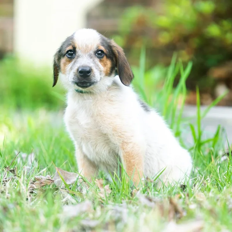 A baby small-sized male Yellow / Tan / Blond / Fawn Collie dog named Staal for adoption in Wake Forest, NC