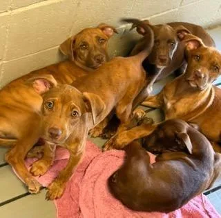 A baby medium-sized female Brown / Chocolate Mixed Breed dog named Darcy for adoption in Cumberland, RI