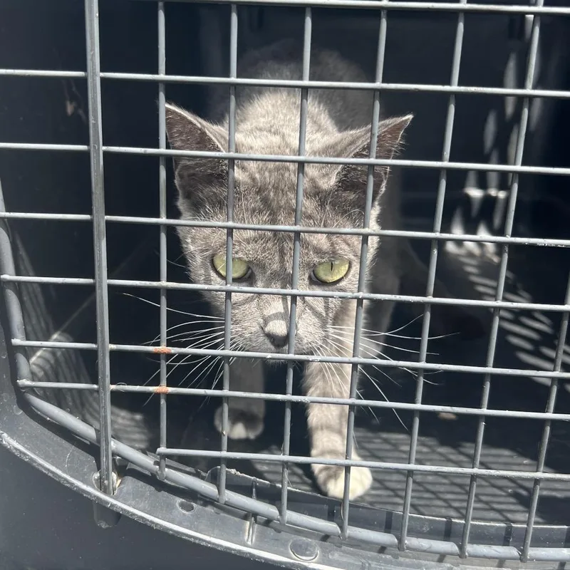 An adult medium-sized male Gray / Blue / Silver Domestic Short Hair cat named Smokey for adoption in Lake Jackson, TX