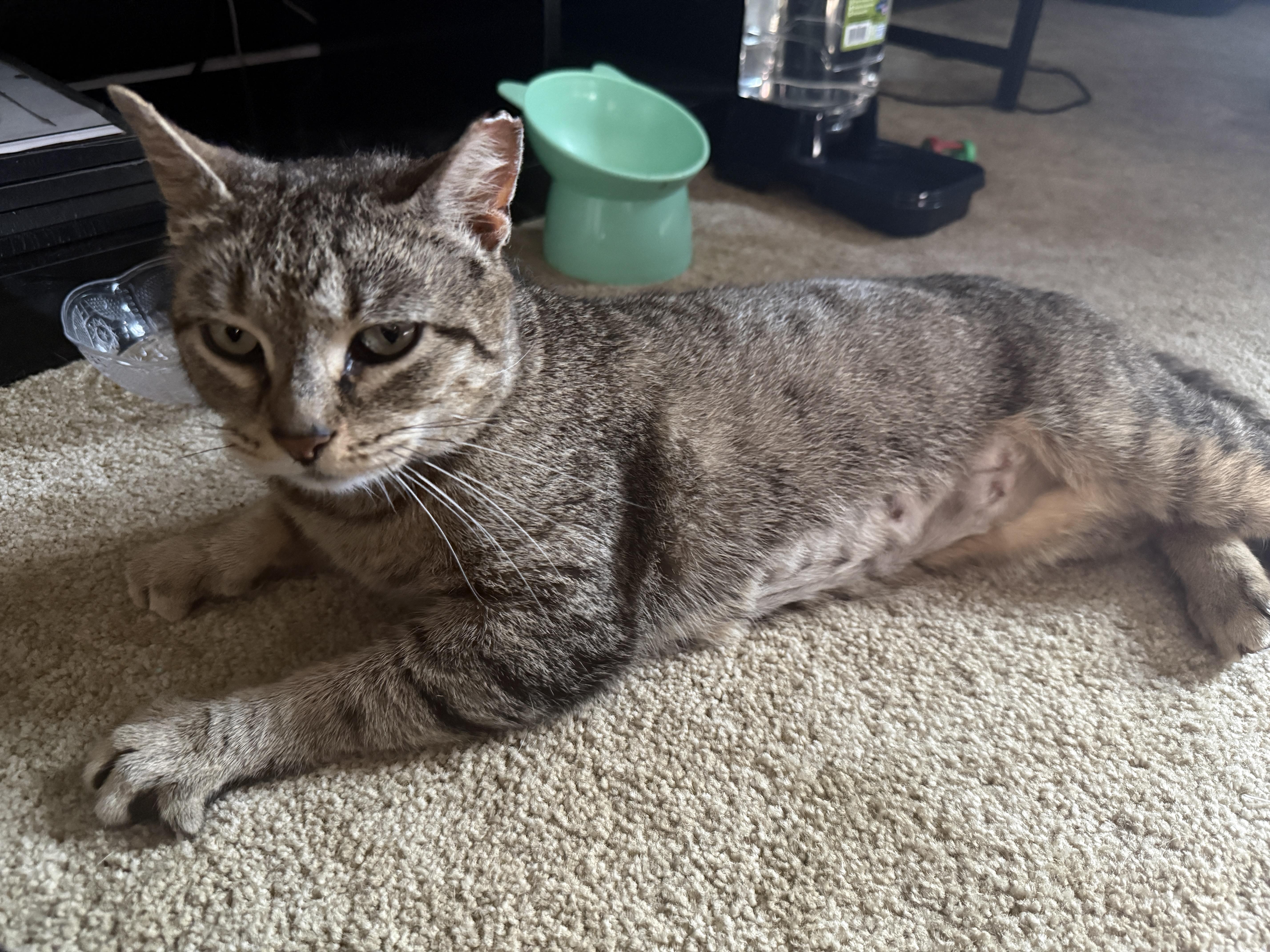 An adult medium-sized female Domestic Short Hair cat named Praline for adoption in Bellmawr, NJ