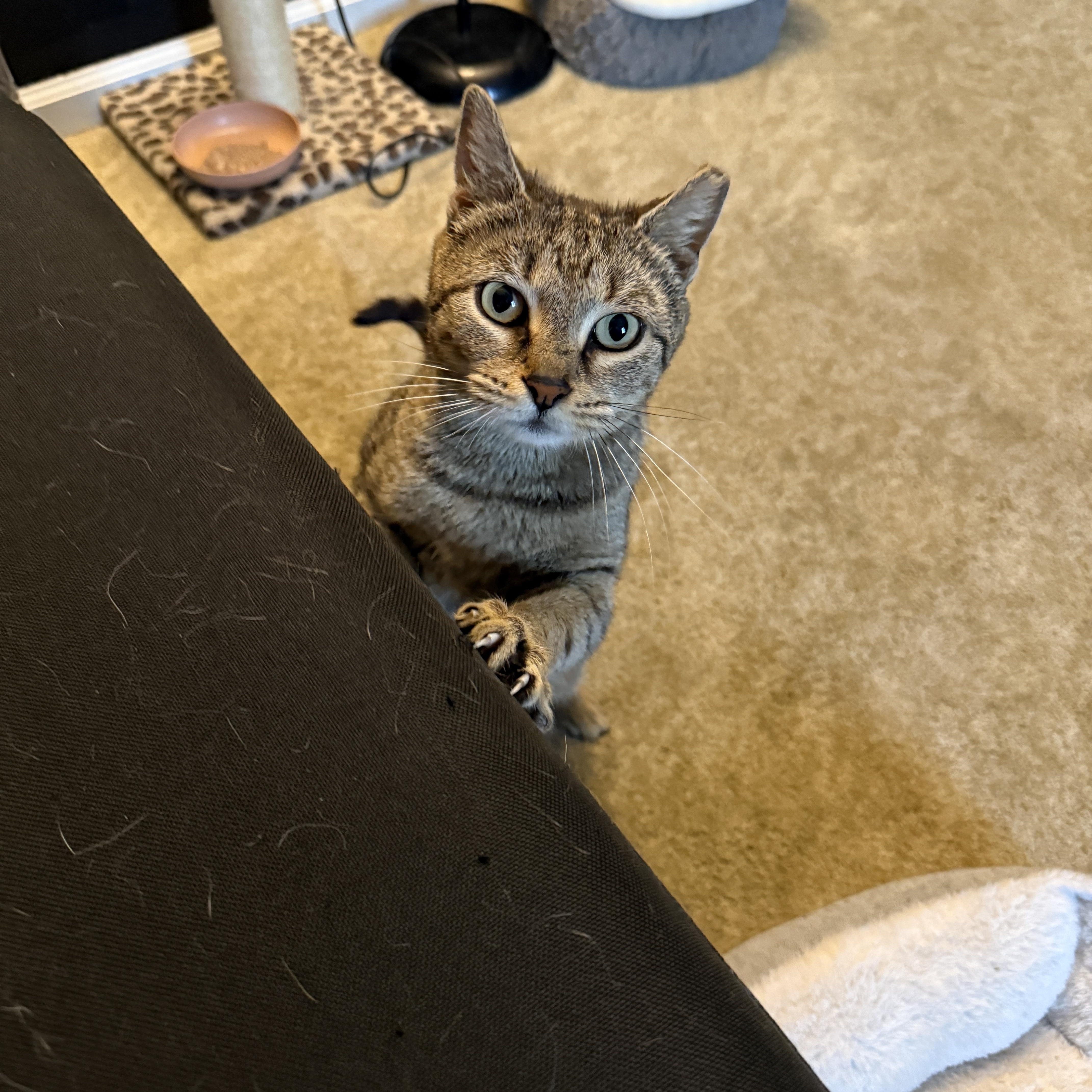 Praline thumbnail 2