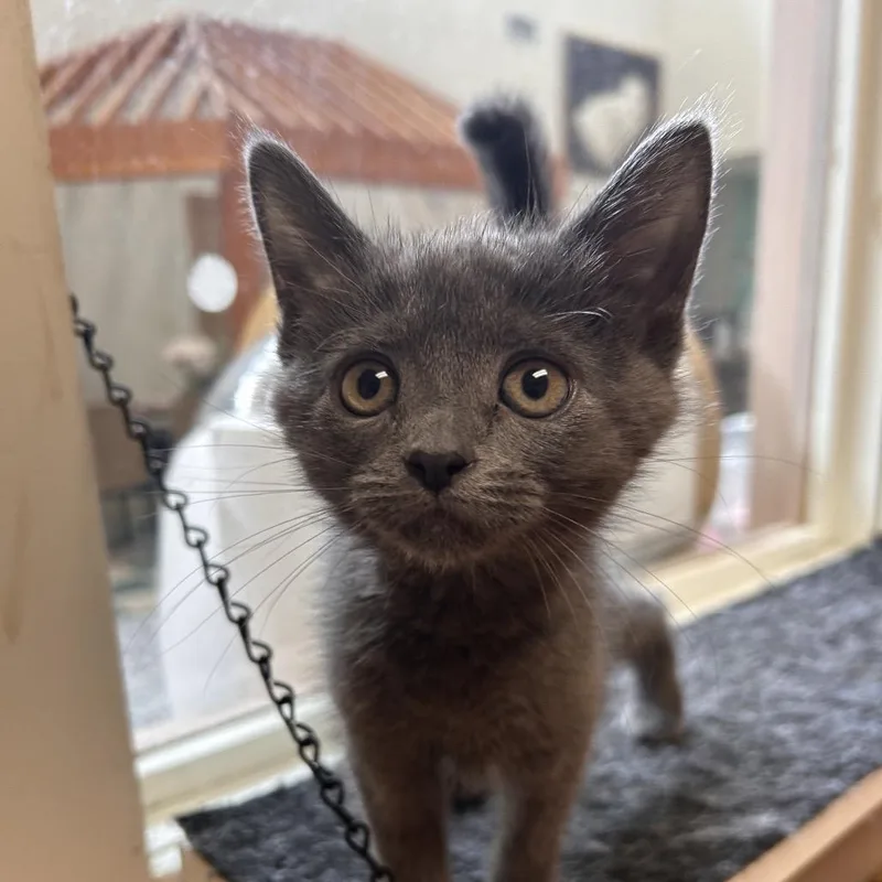 A baby small-sized female Gray / Blue / Silver Domestic Short Hair cat named B.l.t. for adoption in Bedford, NH