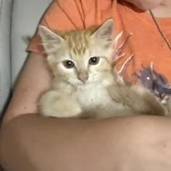 A baby medium-sized male Orange & White Domestic Short Hair cat named Orzo for adoption in Houston, TX