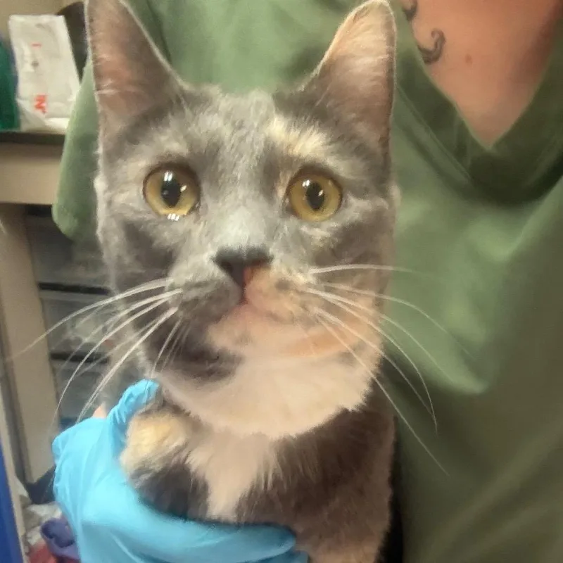 A young medium-sized female Gray / Blue / Silver Domestic Short Hair cat named Nezuko loyal lovebug for adoption in Flagstaff, AZ