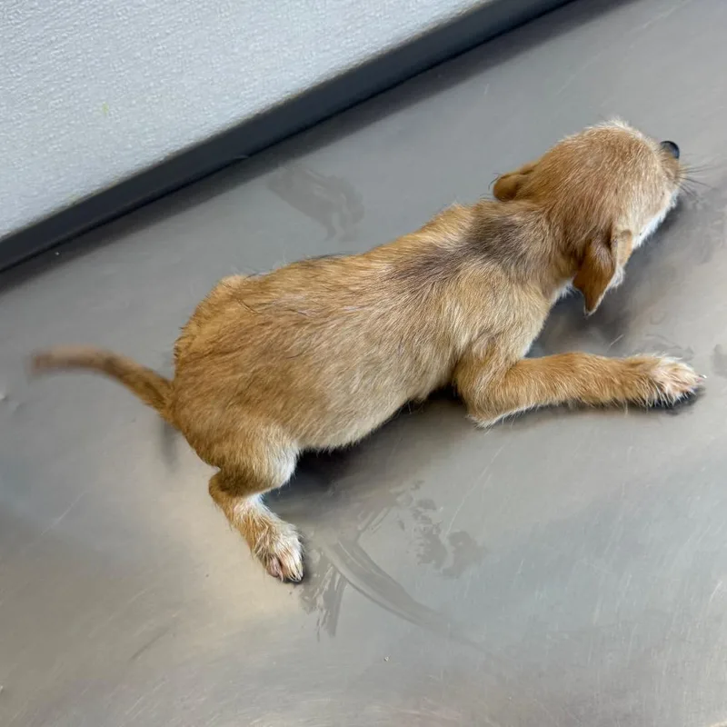 A baby medium-sized male Yellow / Tan / Blond / Fawn Mixed Breed dog named Cortado for adoption in Las Cruces, NM