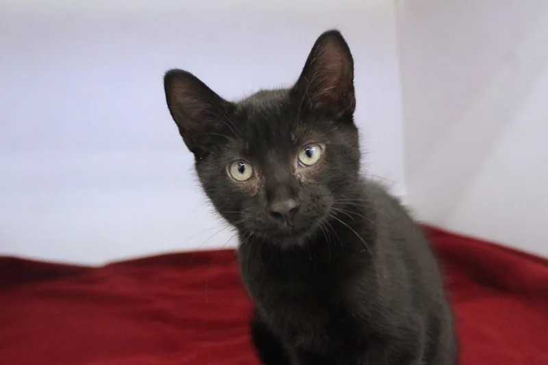 A baby medium-sized male Domestic Short Hair cat named Hemlock for adoption in Chestertown, MD